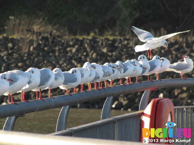 SX25723 Row of black-headed gulls (Chroicocephalus ridibundus) on railing